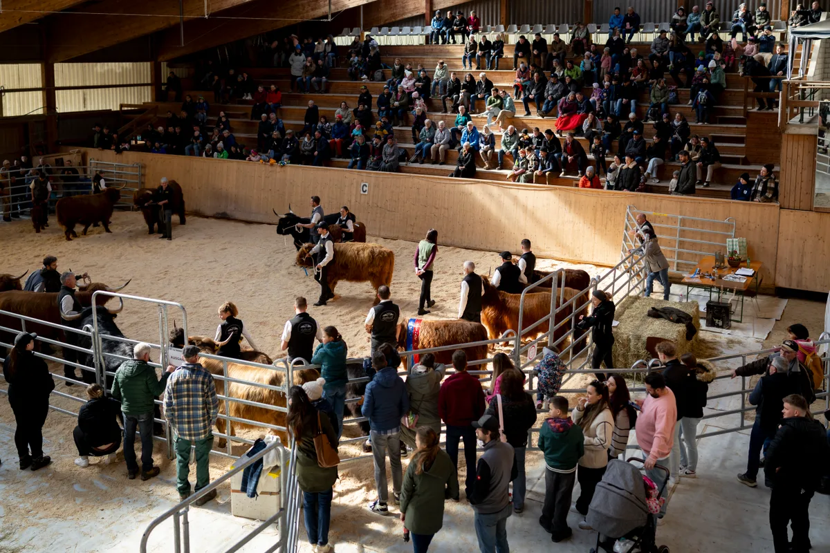 Man sieht die Vorführung der Siegertiere in der Reithalle.
